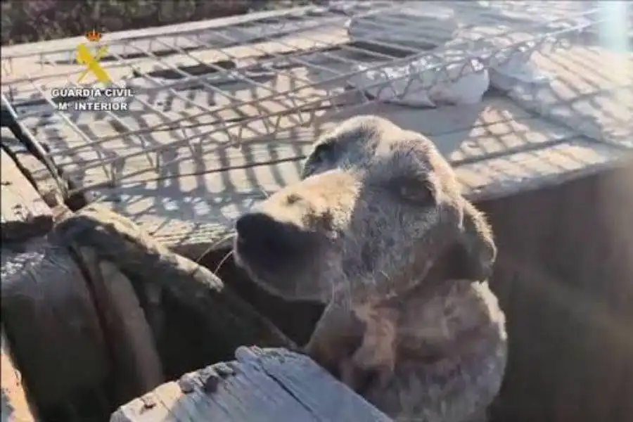 49 severely neglected dogs rescued from finca in South Tenerife
