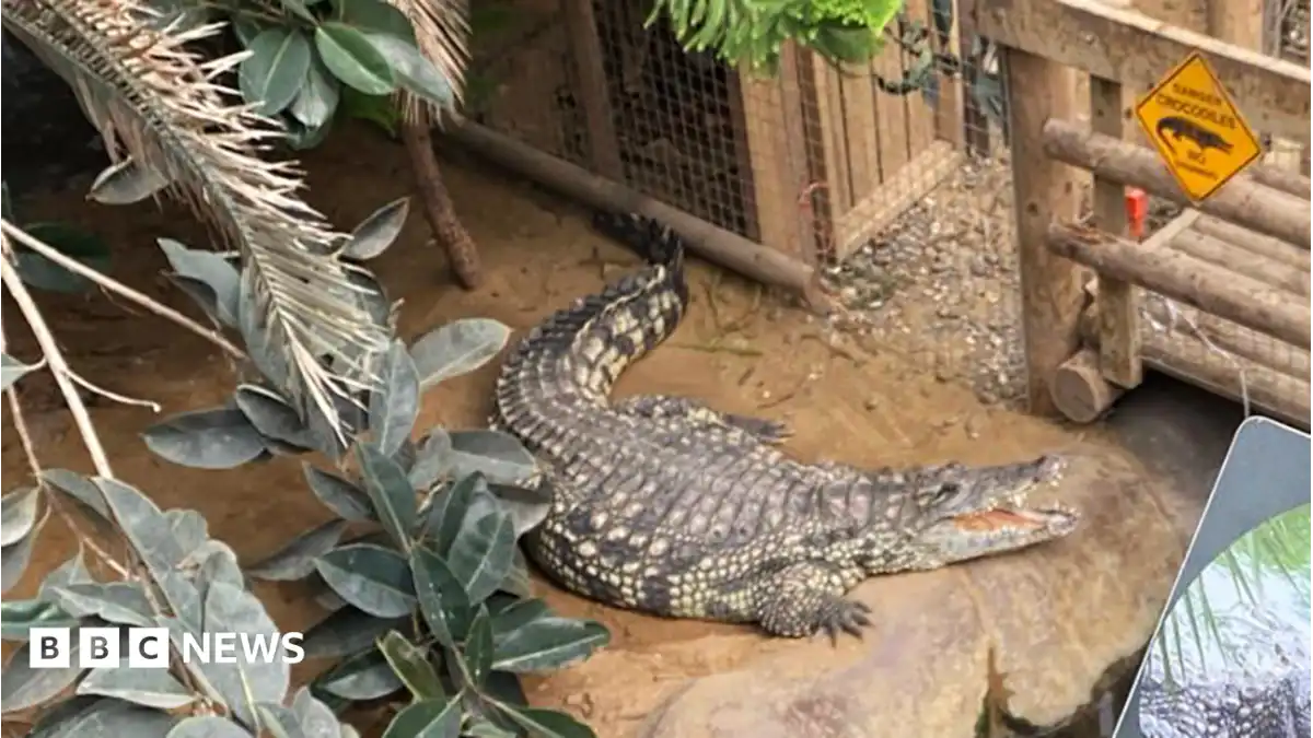 Boy has had five surgeries after crocodile attack say parents