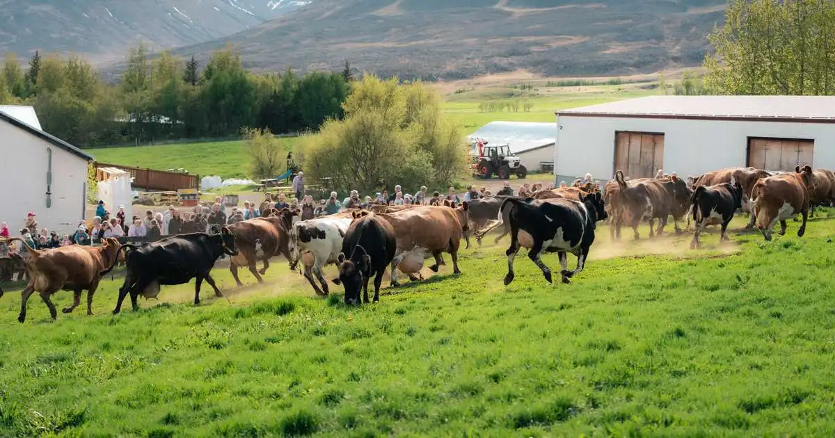 Enginn dýralæknir frá Kirkjubæjarklaustri að Breiðdalsvík