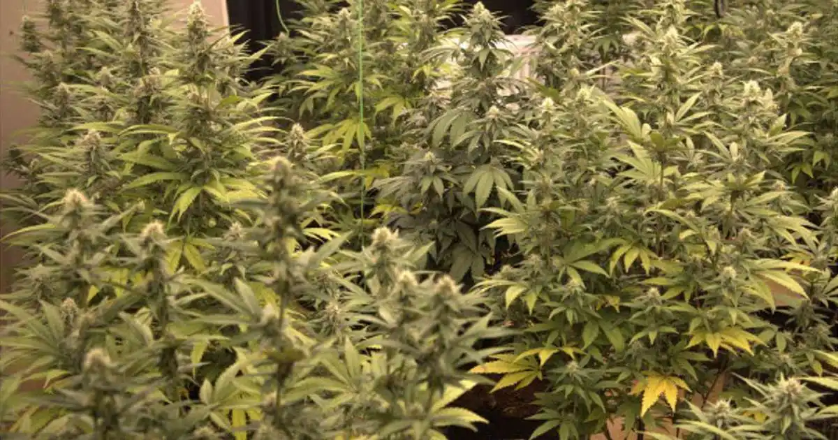 Enginn í gæsluvarðahaldi vegna kannabisræktunar í Reykholti