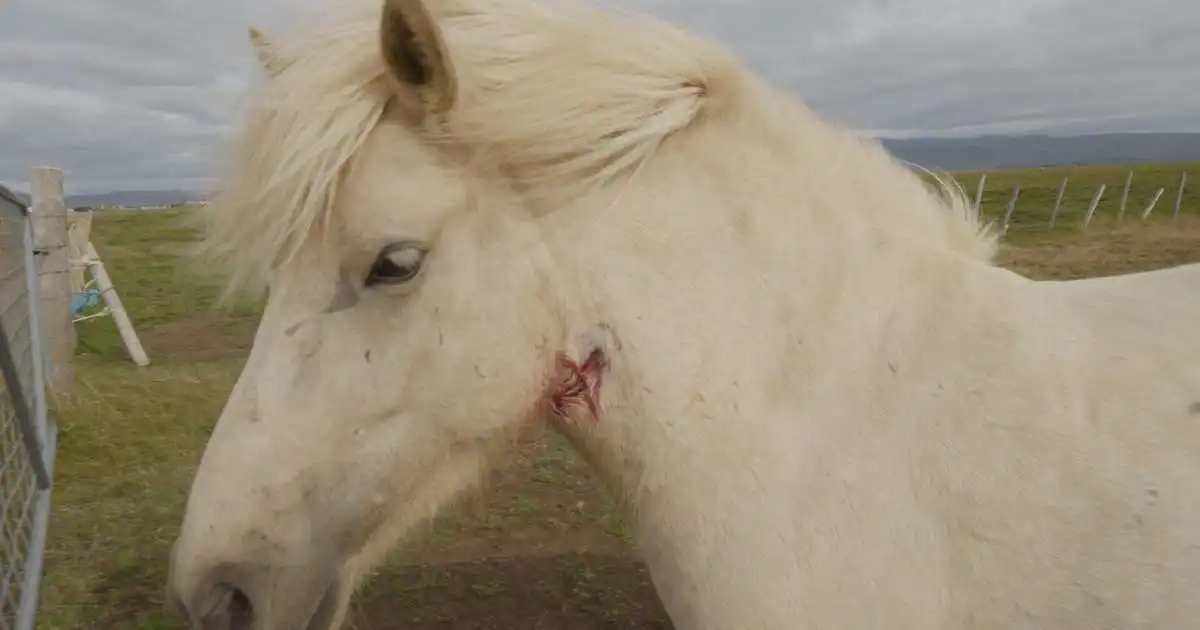 Fá leyfi fyrir blóðtöku undir nánu eftirliti og strangari skilyrðum