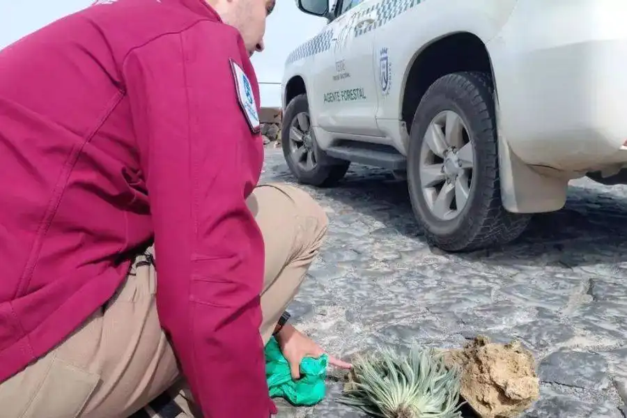 Holidaymakers face €1,500 fines for taking plants and volcanic rock from Mount Teide
