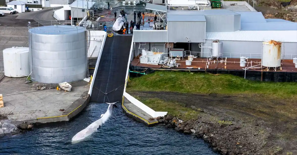 Krefjast þess að MAST stöðvi hvalveiðar tafarlaust