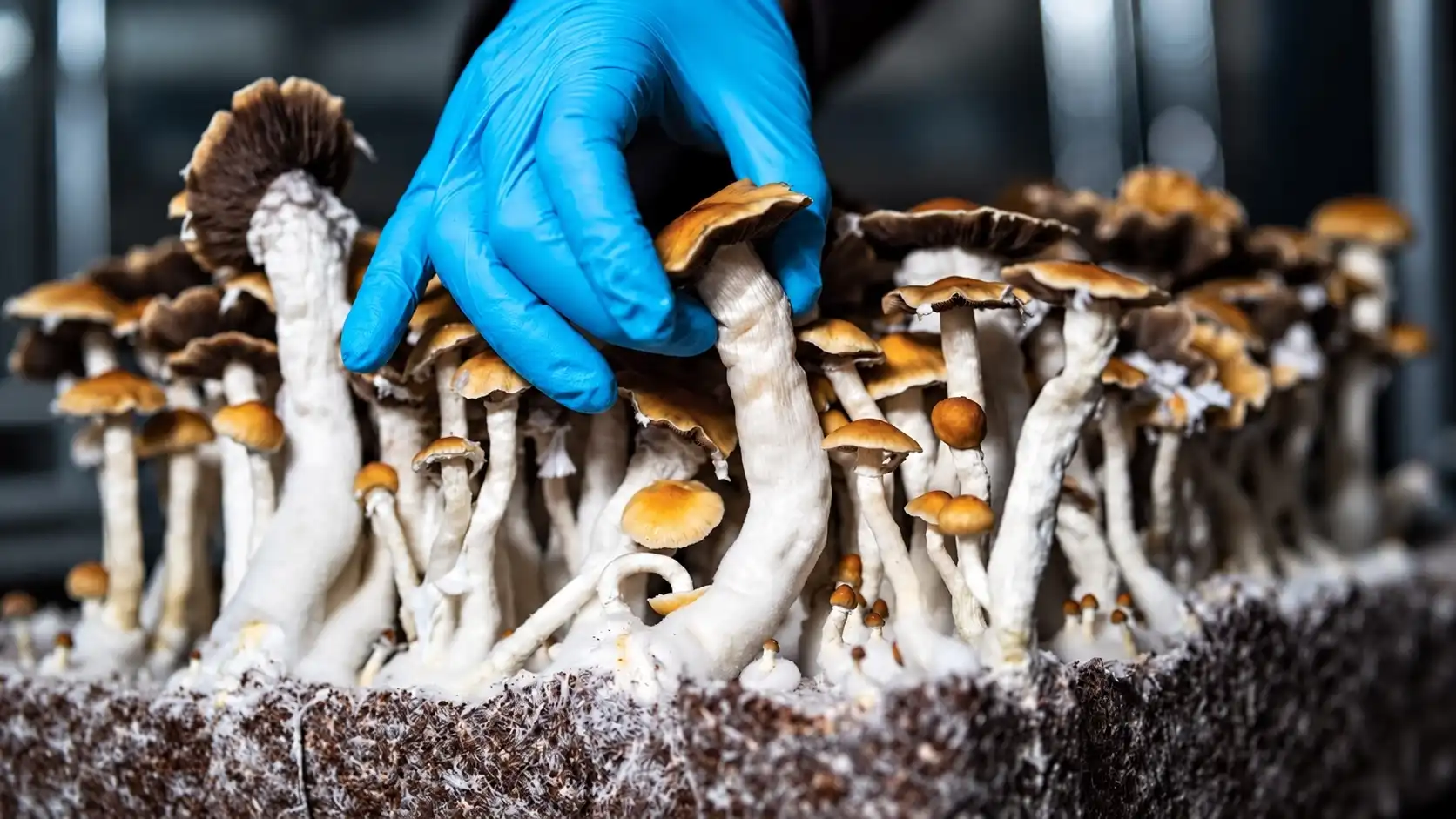 Psilocybin dró úr merkjum um heilaskaða eftir endurtekin höfuðhögg