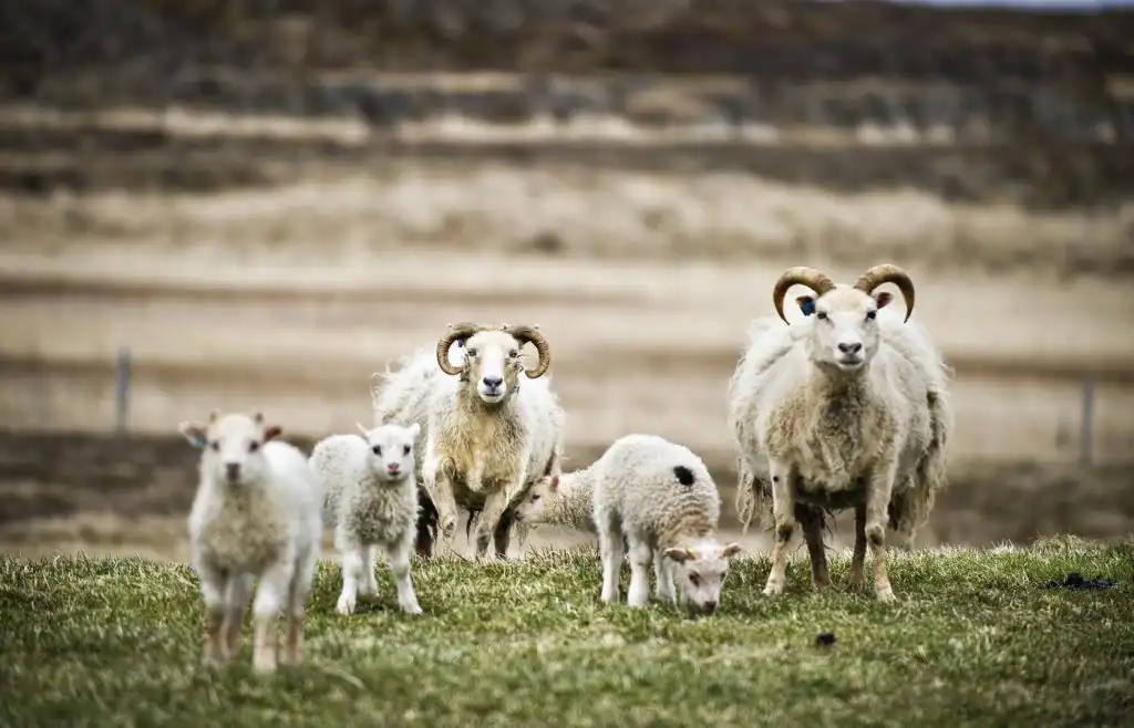 Þrjú sveitarfélög brugðust skyldum sínum - Afleiðingar af hálfu ríkisins verða engar