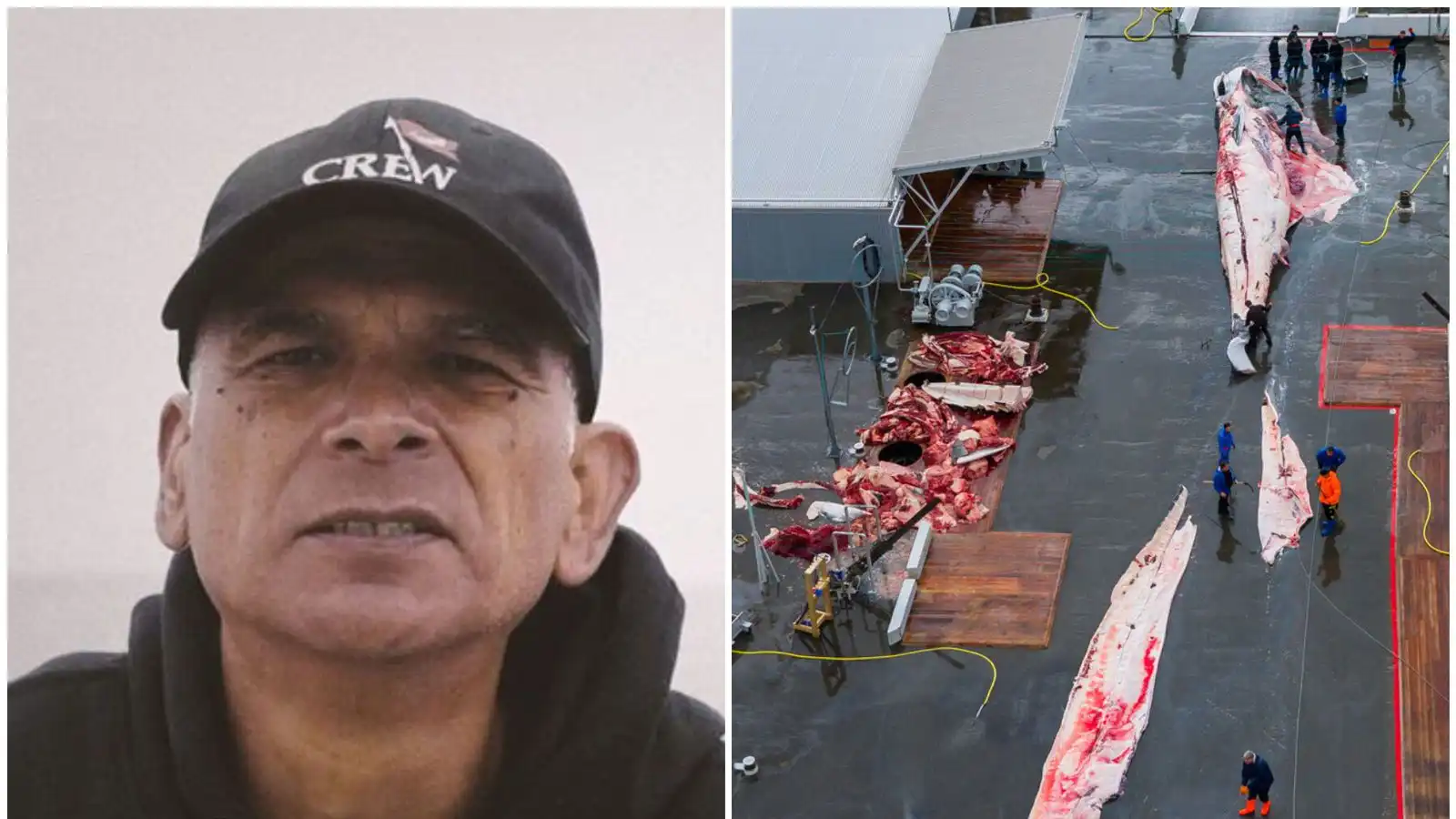 Þrjú til­vik til rann­sóknar: Bandero á ferðinni á hvalamiðum - Vísir
