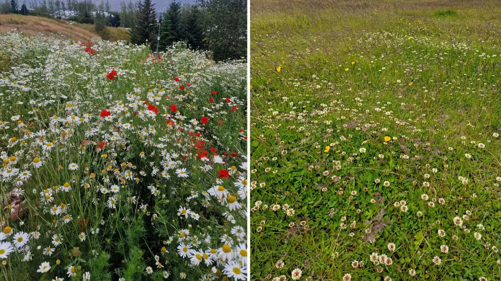 Velja Viljandi villt - Vísir